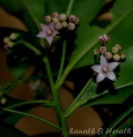 Ardisia willisii Mez